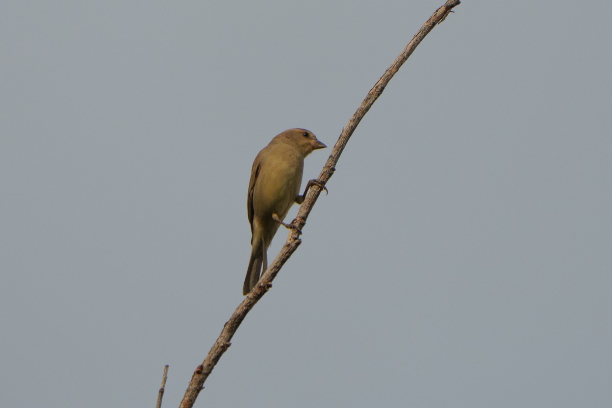 Plain-backed Sparrow - ML644318235