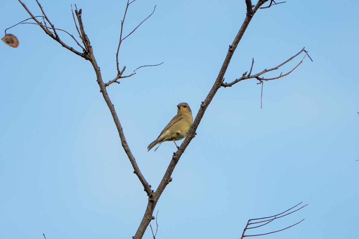 Plain-backed Sparrow - ML644318237