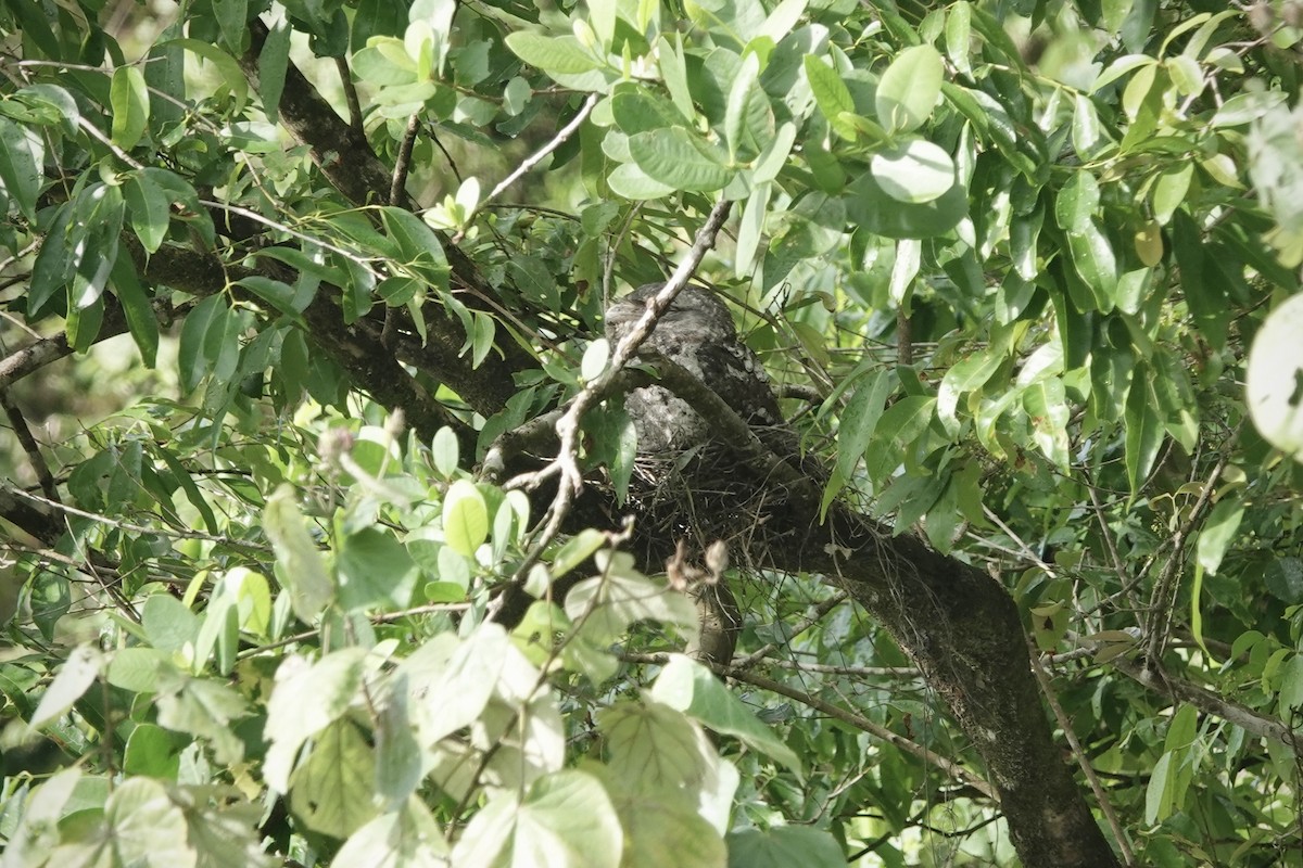 Papuaschwalm - ML644318245