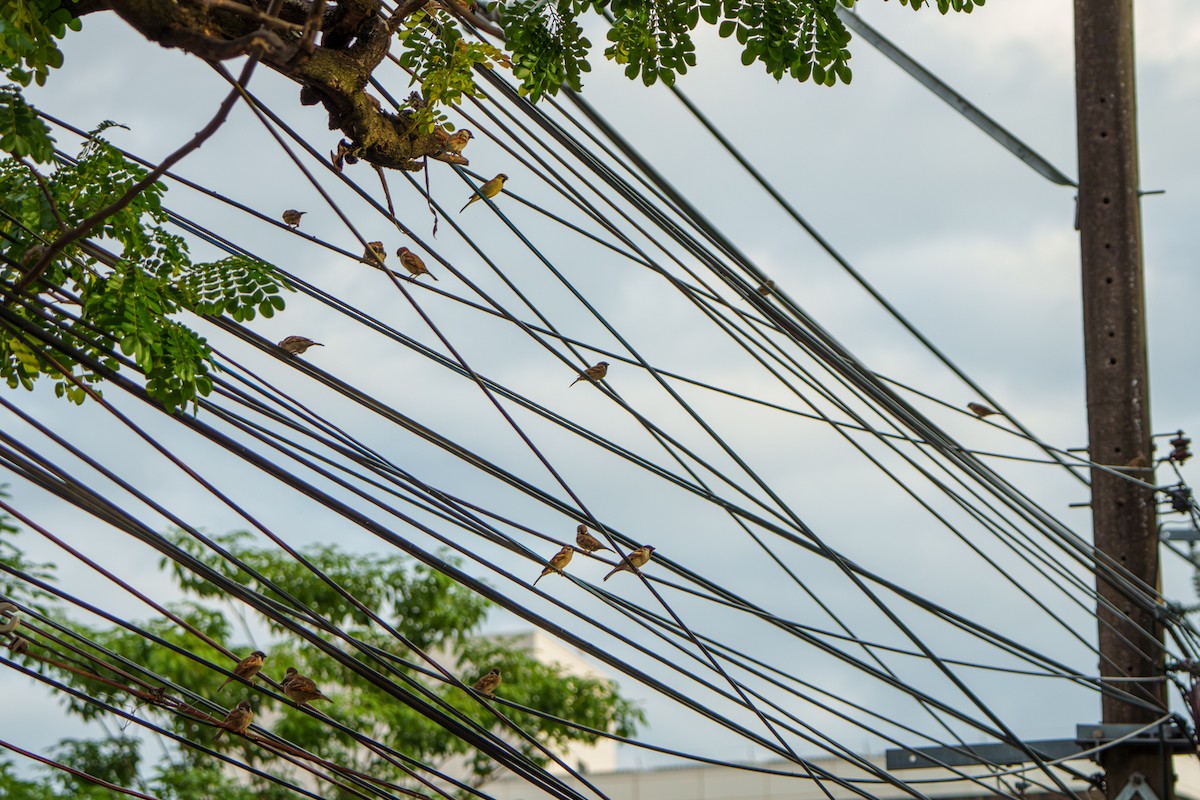 Plain-backed Sparrow - ML644318248