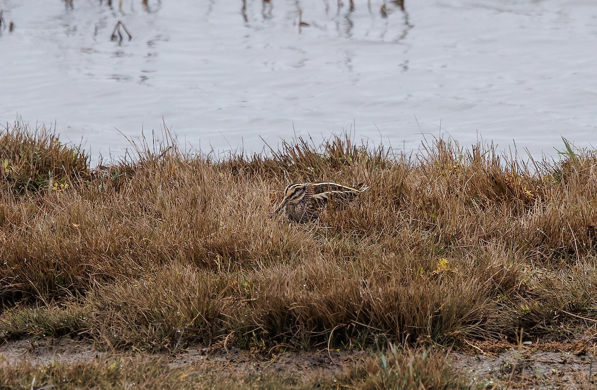 Frullino - ML644318252