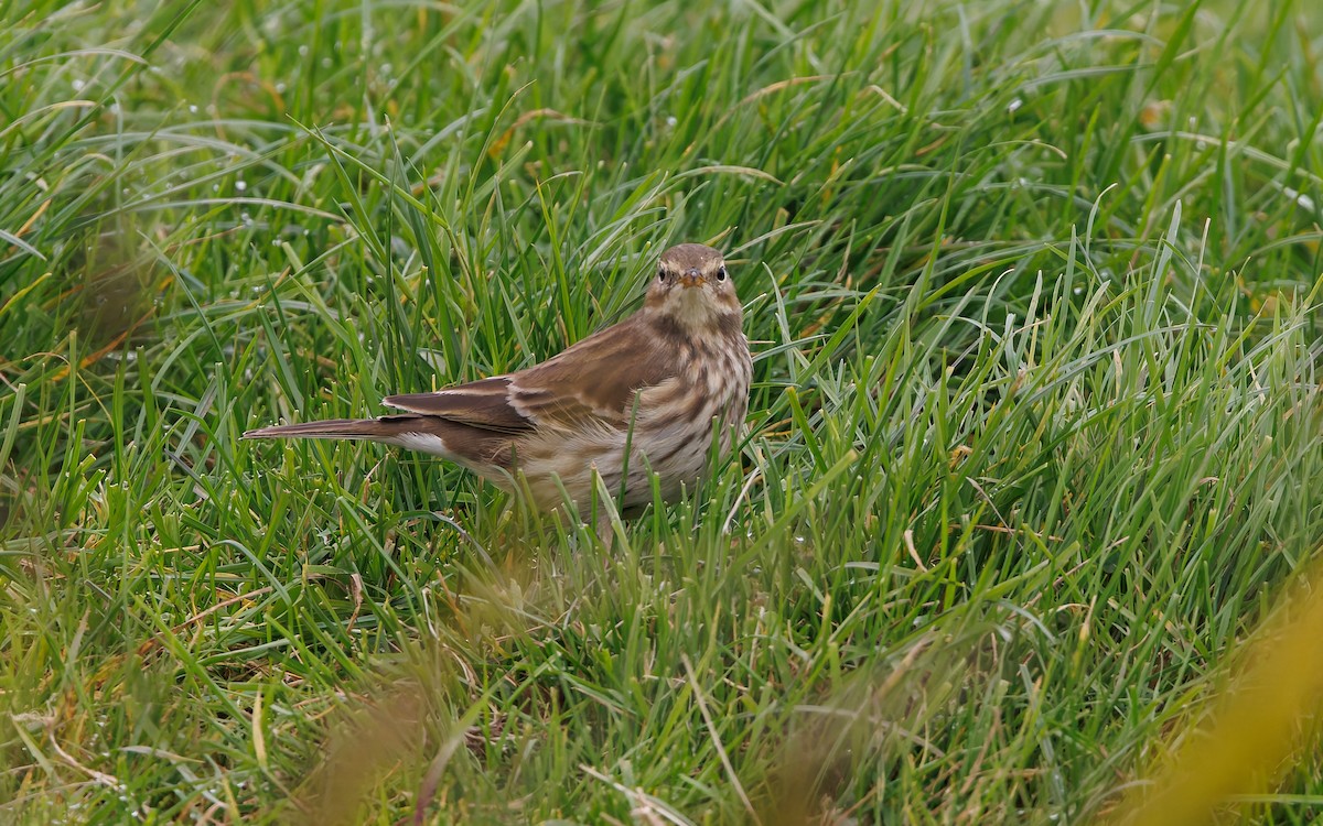 linduška horská - ML644318255