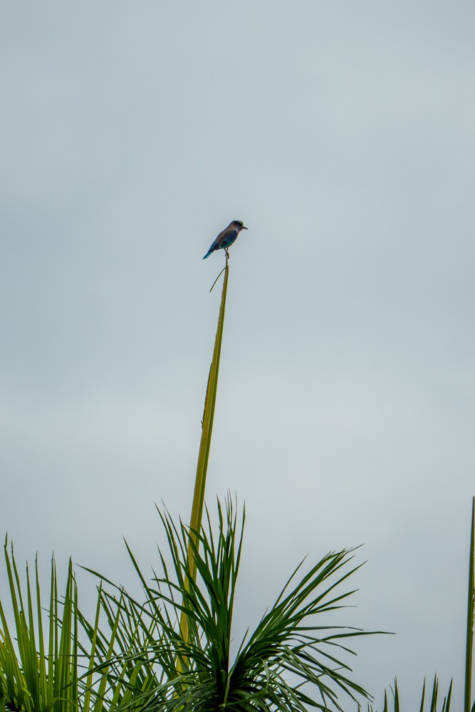 Сиворакша індокитайська - ML644318260