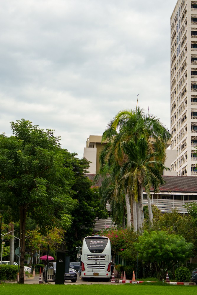 Сиворакша індокитайська - ML644318261