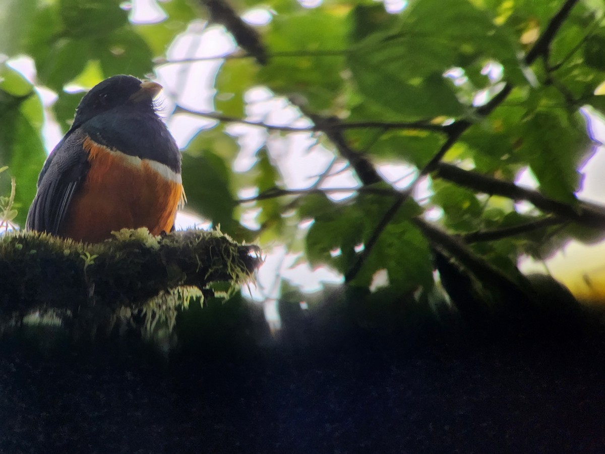 båndtrogon - ML644318276