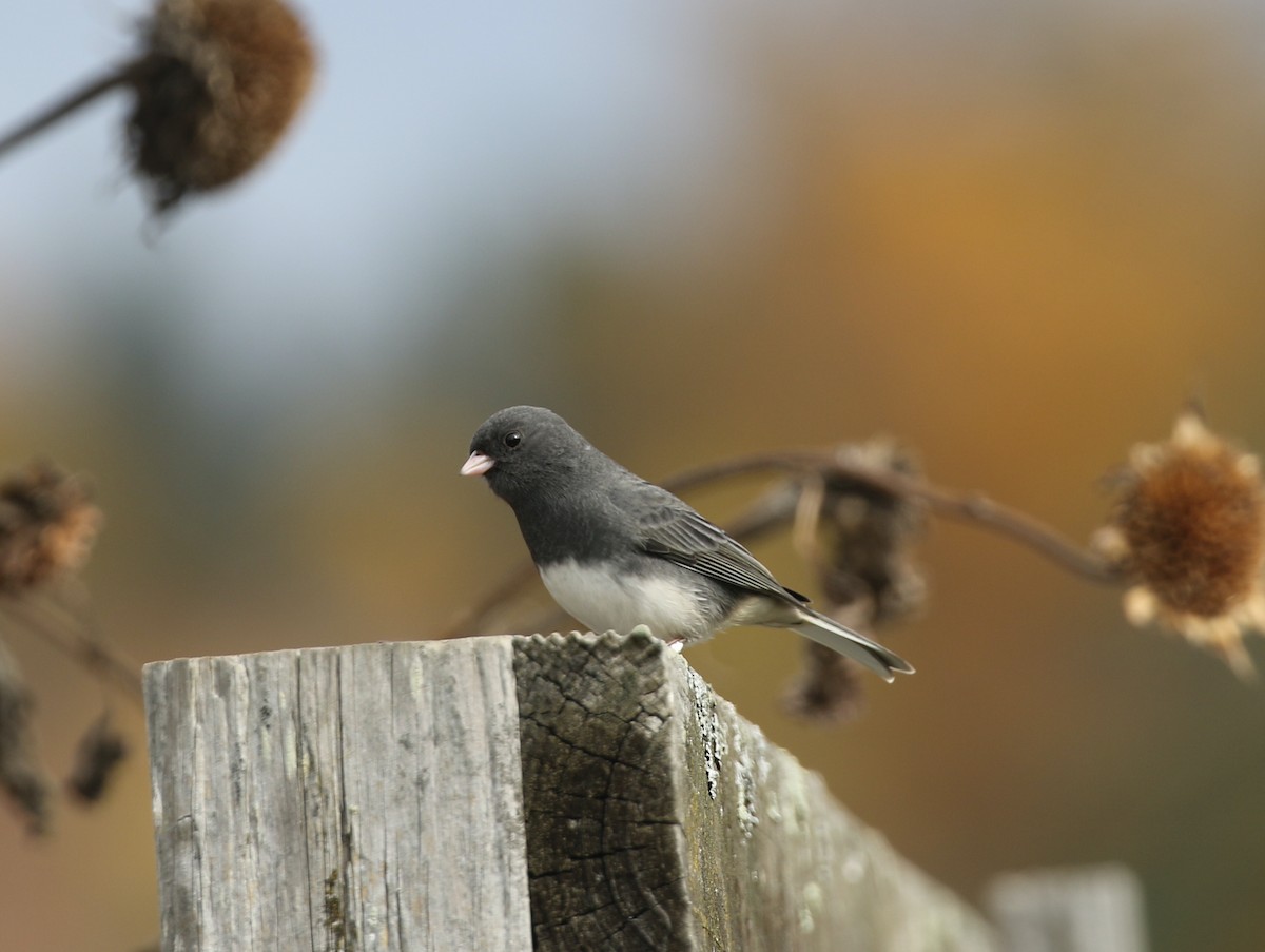 Dark-eyed Junco - ML644318277