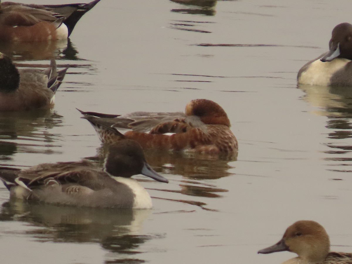 Eurasian Wigeon - ML644318279