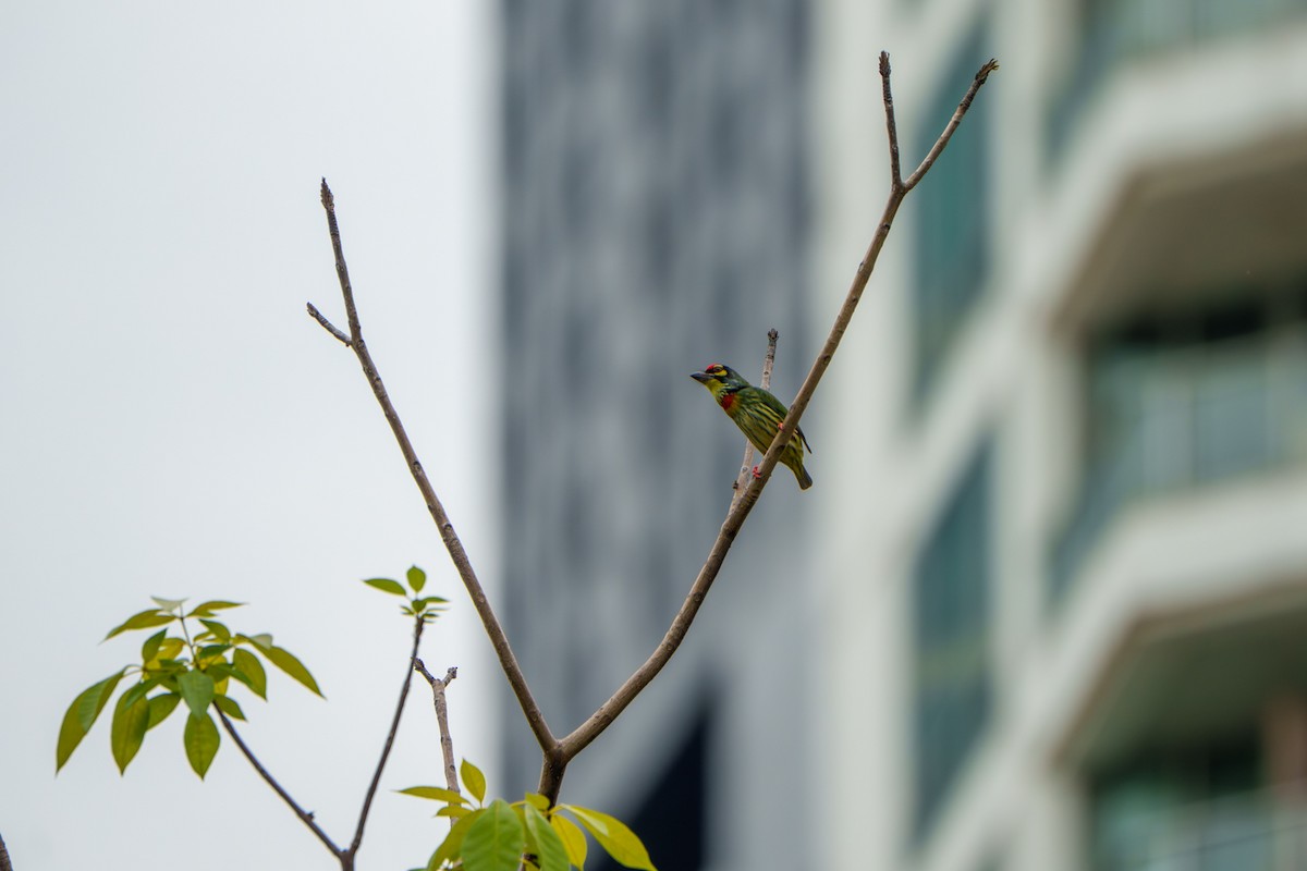 Al Göğüslü Barbet - ML644318282