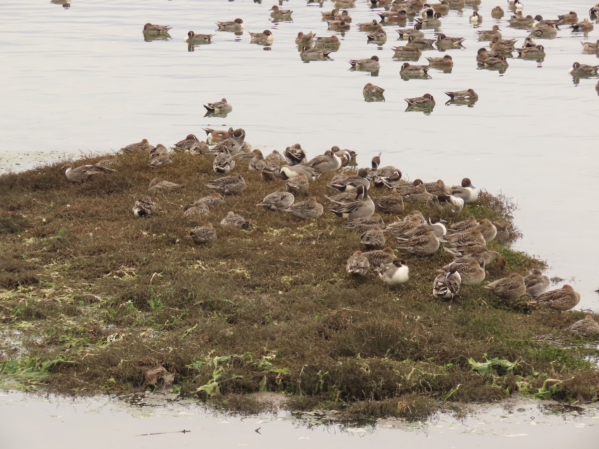 Northern Pintail - ML644318286