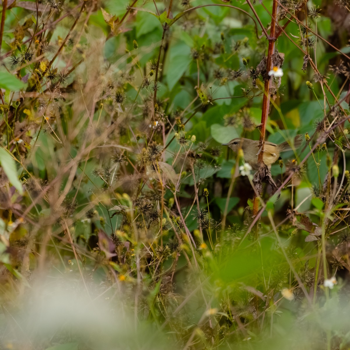 Aberrant Bush Warbler - ML644318295