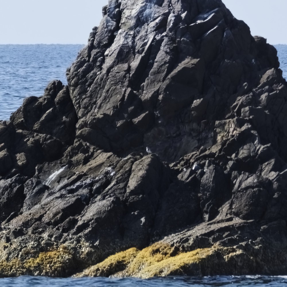 Common Sandpiper - ML644318297