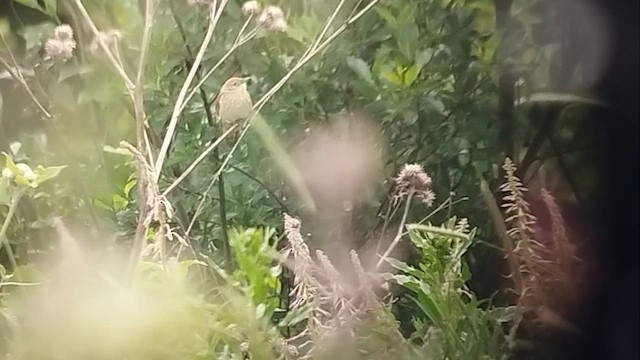 River Warbler - ML644318309