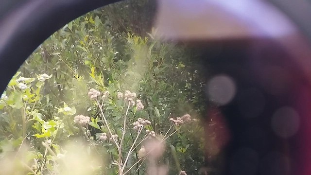 River Warbler - ML644318310