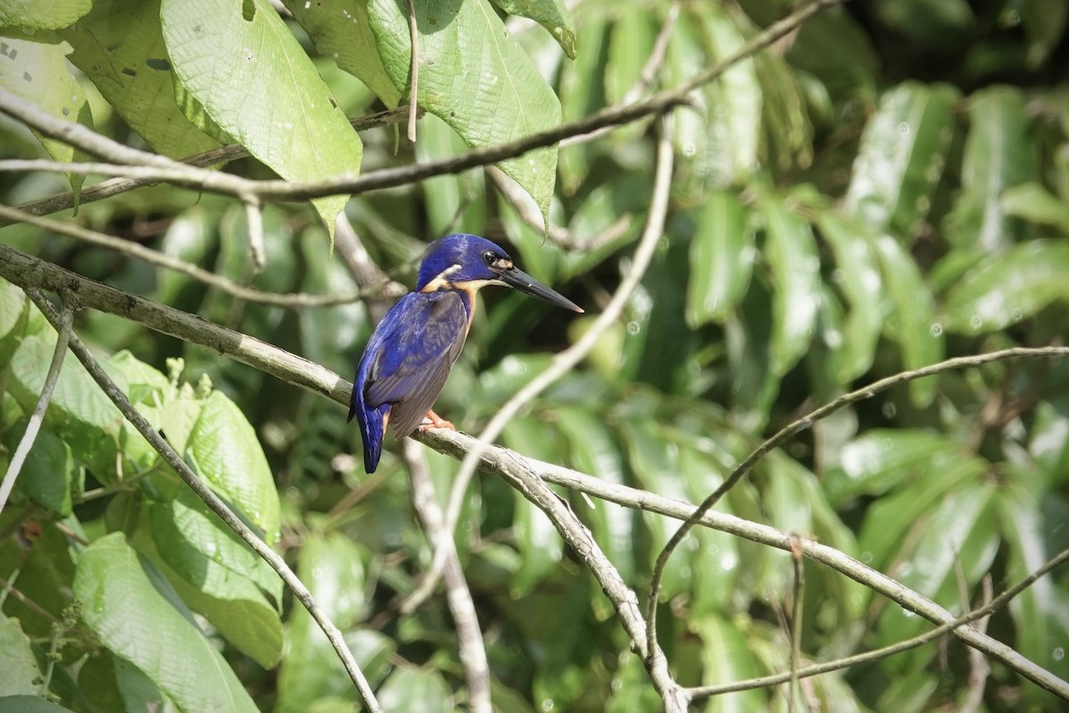 ledňáček azurový - ML644318311