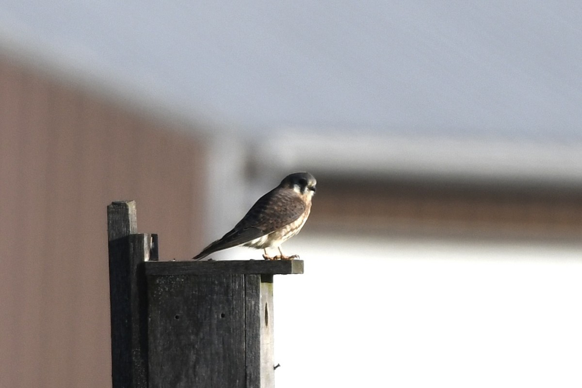 American Kestrel - ML644318316