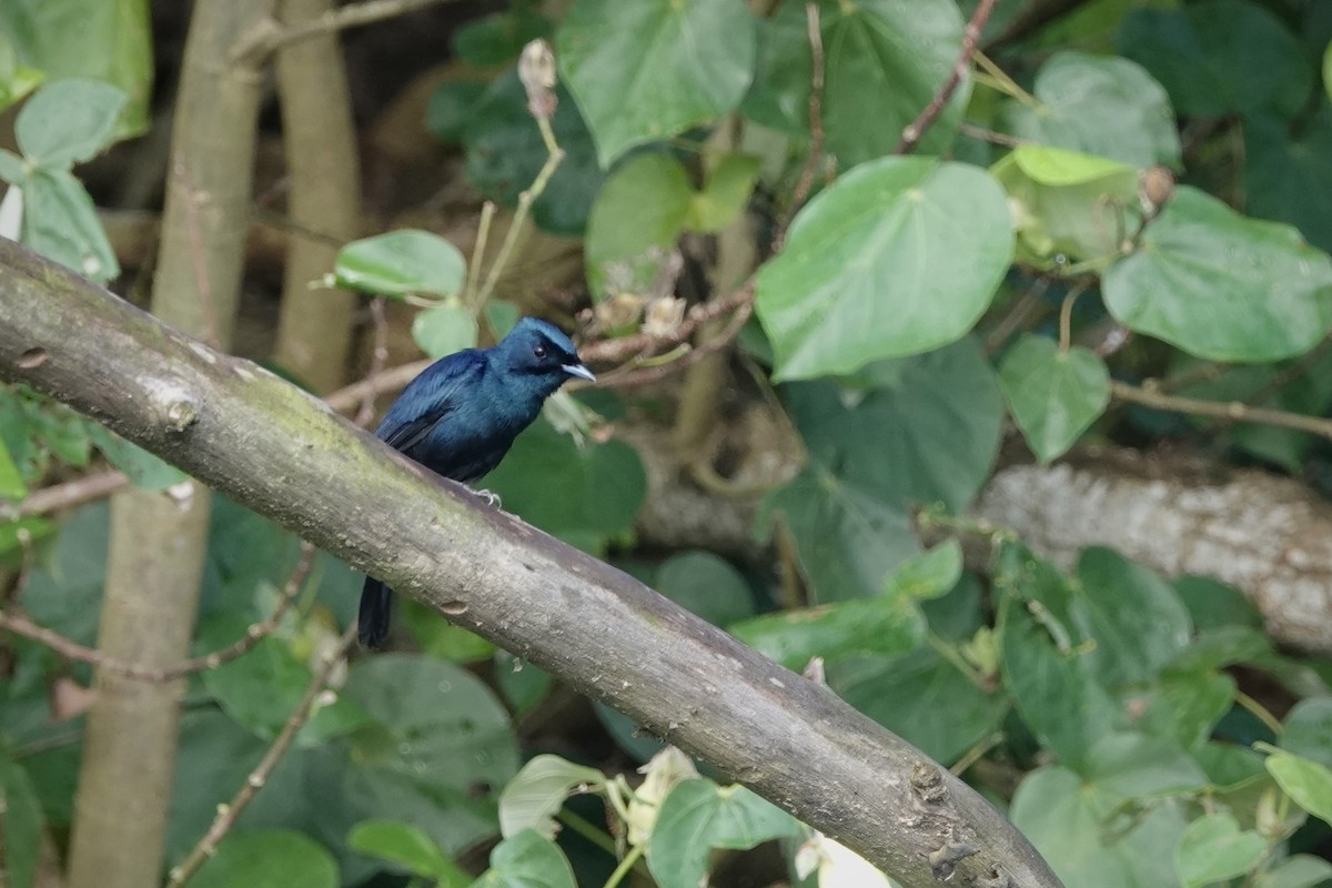 Shining Flycatcher - ML644318326