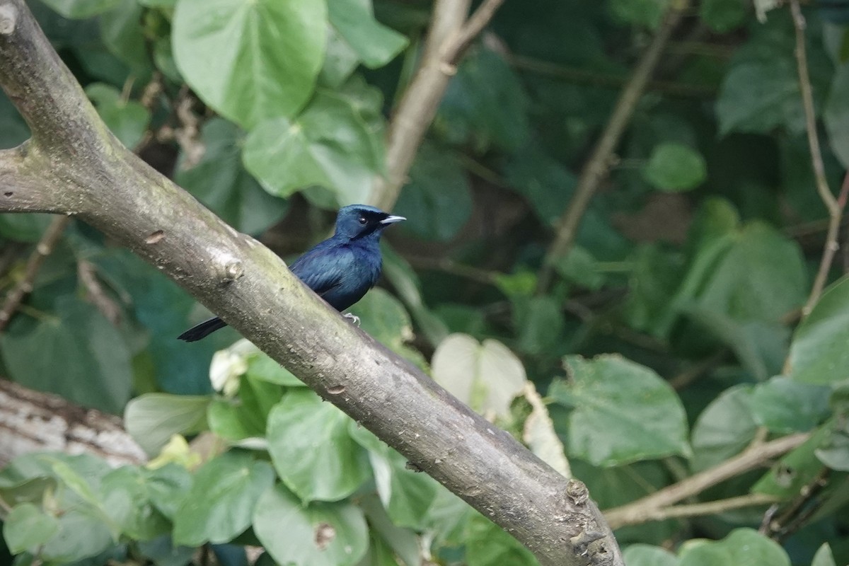 Shining Flycatcher - ML644318327