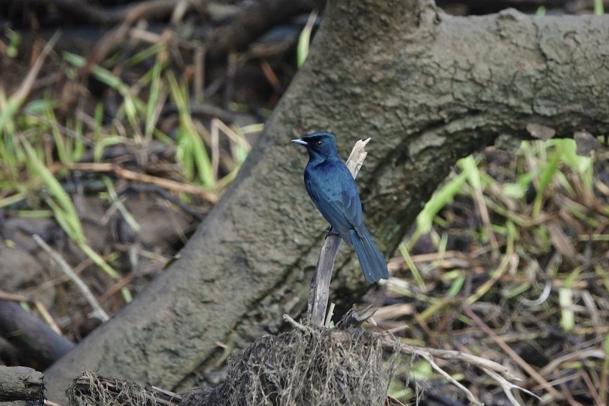 Shining Flycatcher - ML644318328