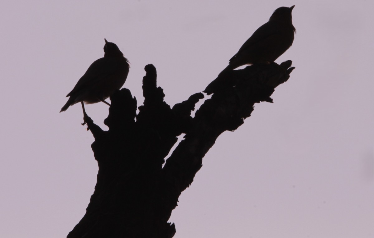 Brahminy Starling - ML644318333