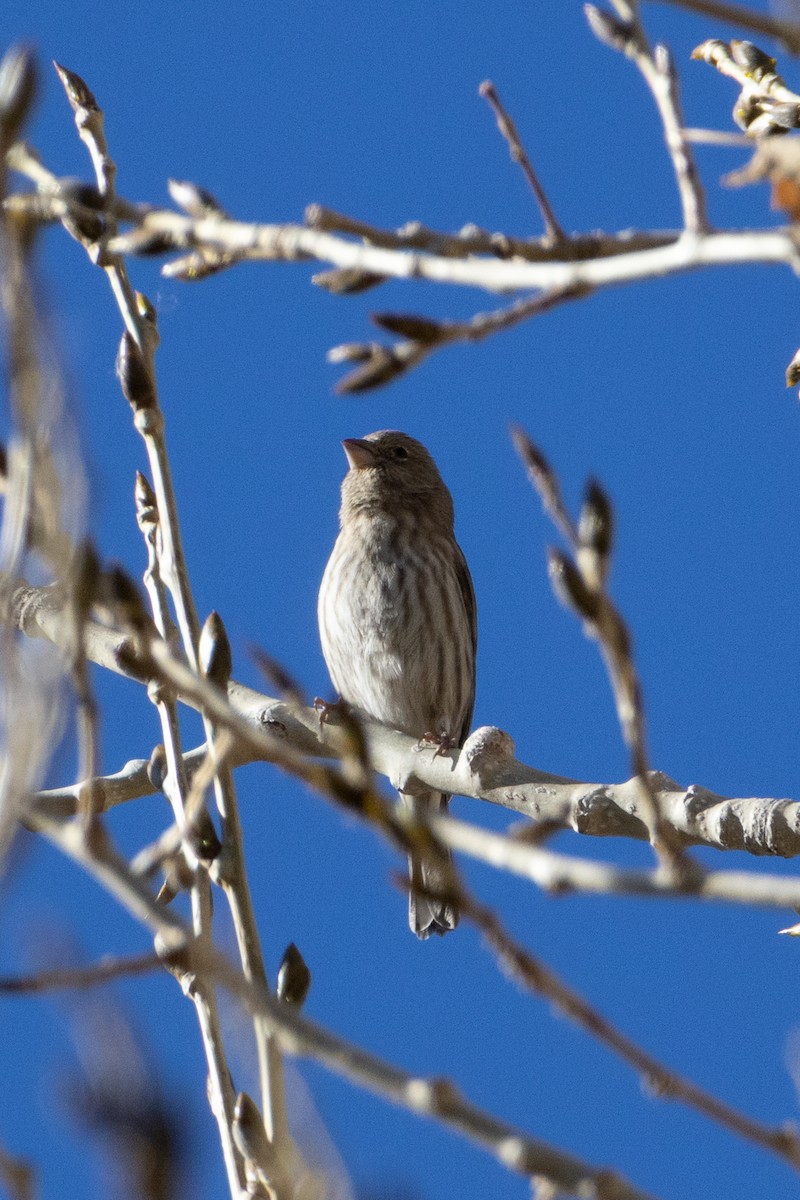 Camachuelo Mexicano - ML644318362