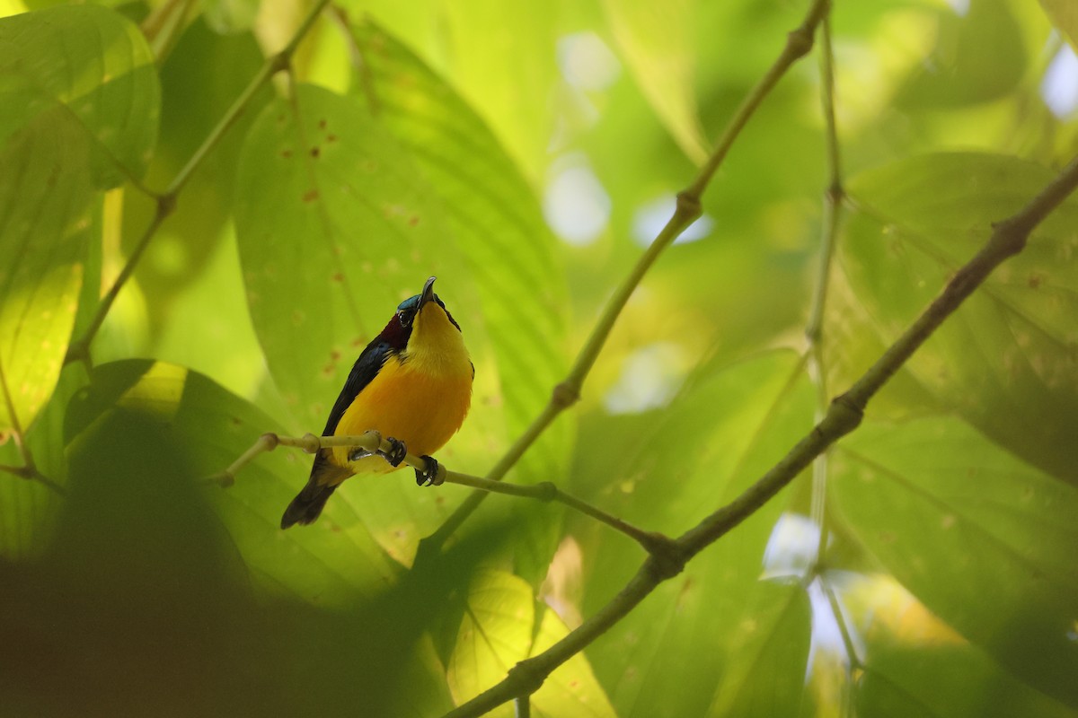 strdimil sangiheský - ML644318363