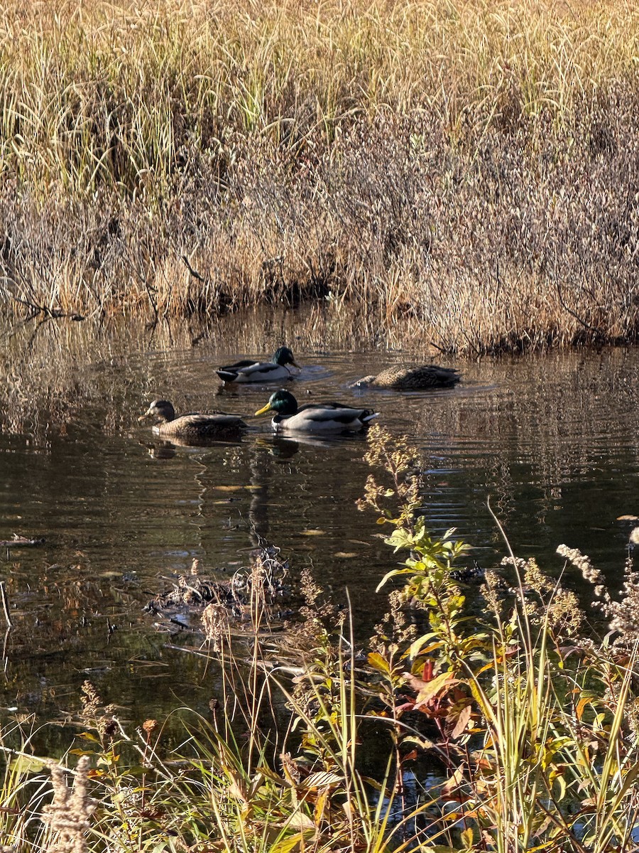 Mallard - ML644318368