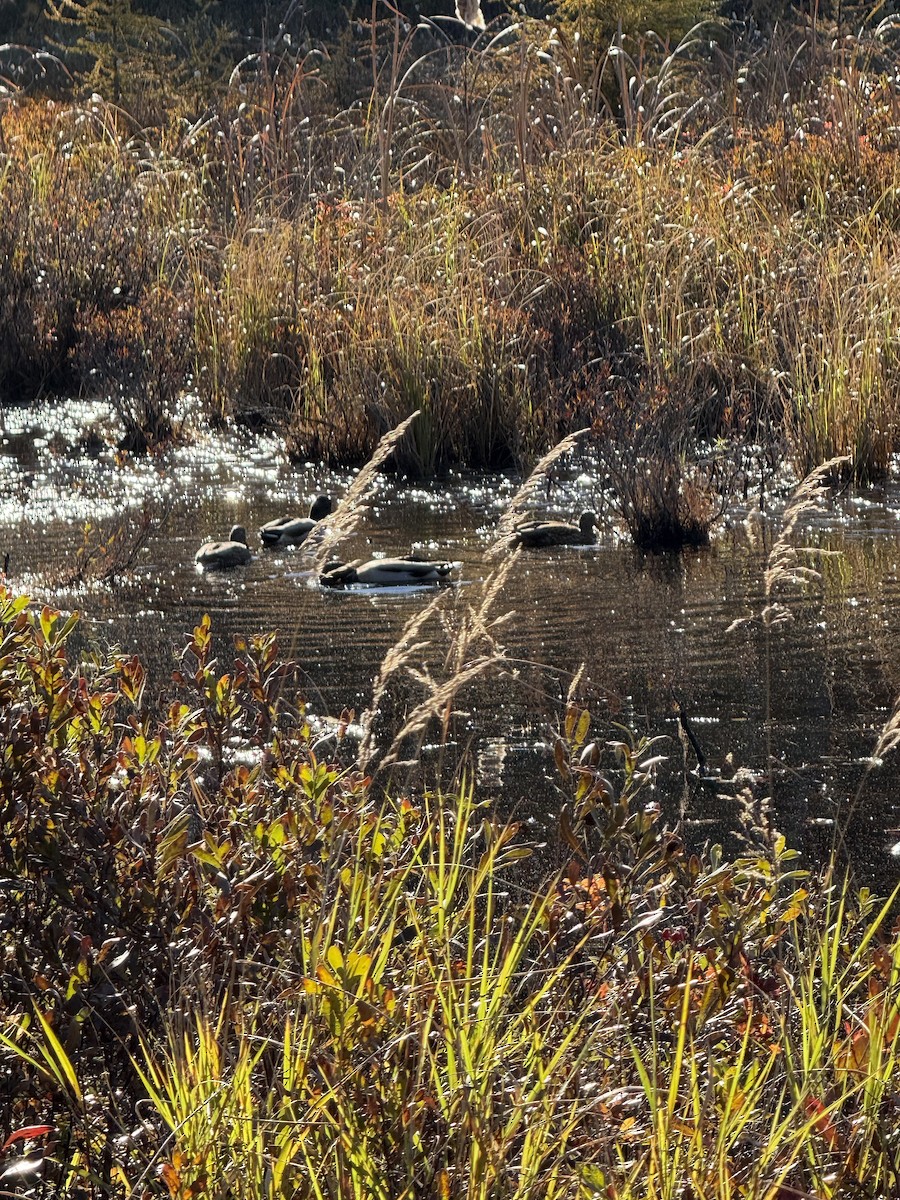 Mallard - ML644318369