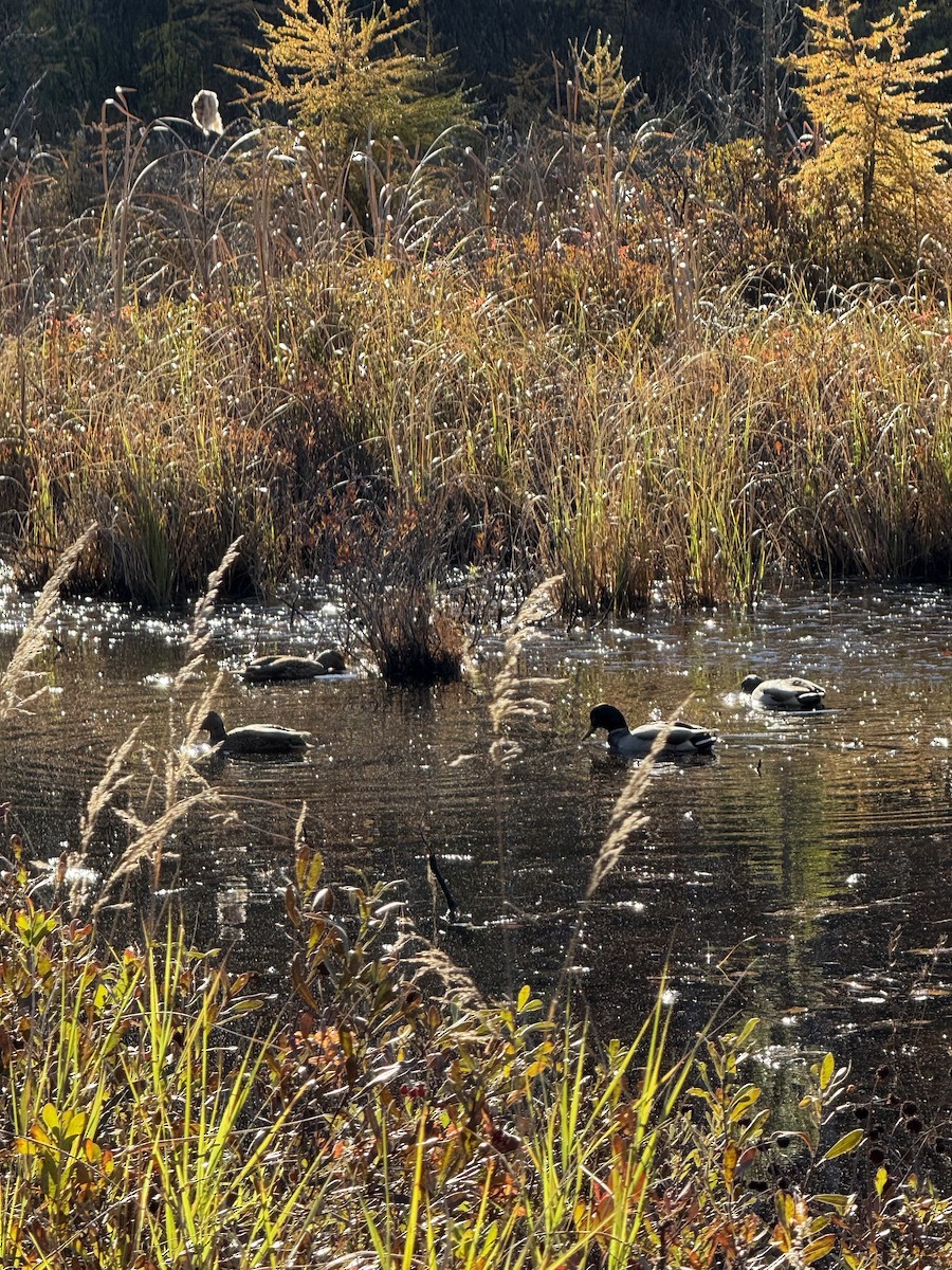 Mallard - ML644318370