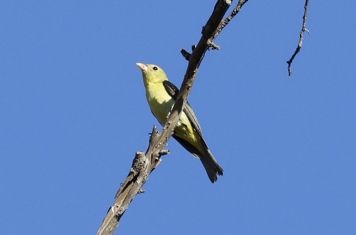 Scarlet Tanager - ML644318384