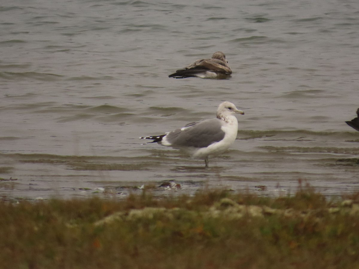 California Gull - ML644318393