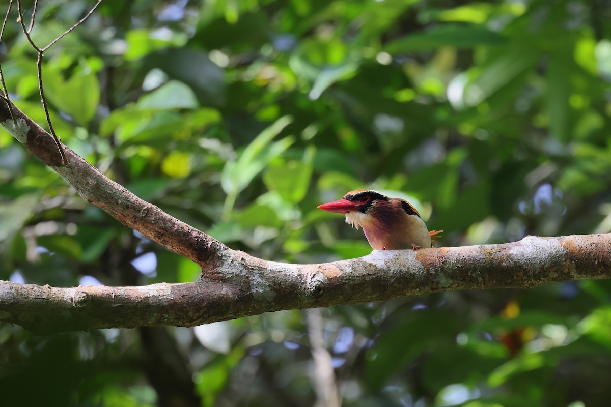 ledňáček maskový - ML644318394