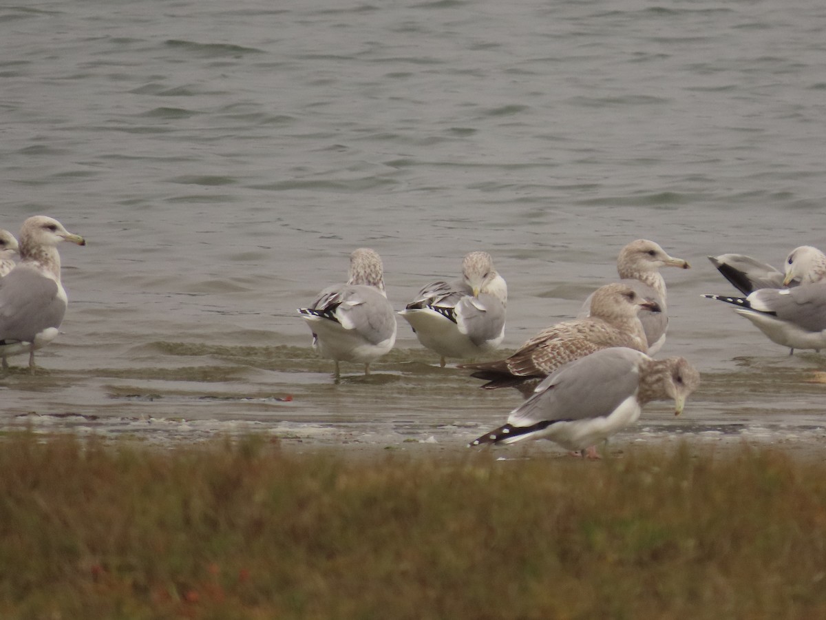 California Gull - ML644318395