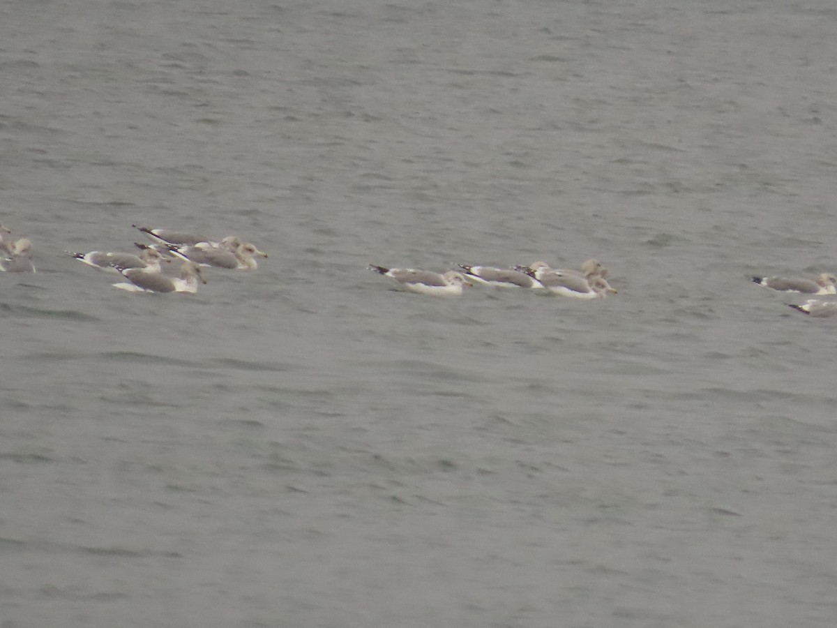 California Gull - ML644318397