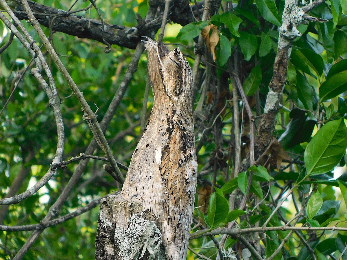 Ibijau gris - ML644318398