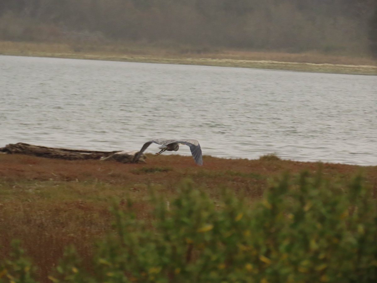 Great Blue Heron - ML644318405