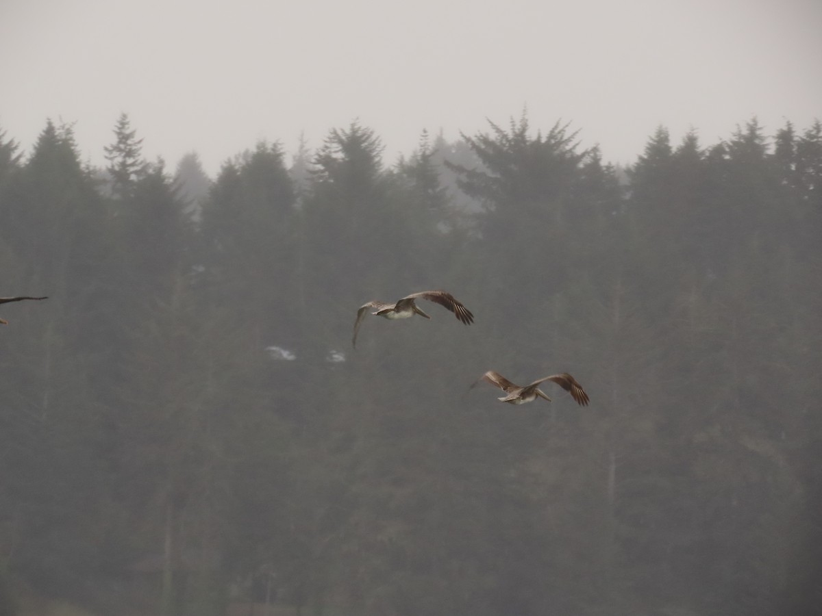 Brown Pelican - ML644318409