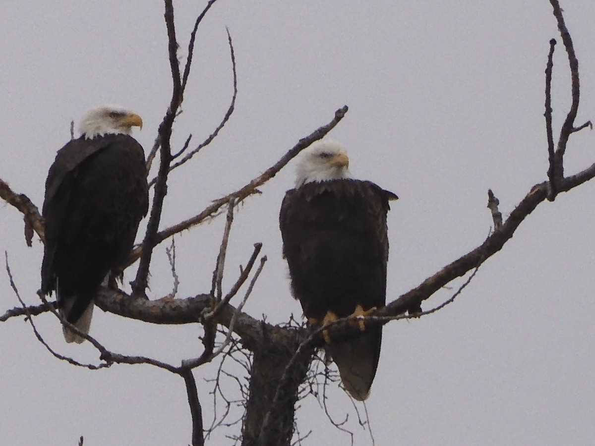 Bald Eagle - ML644318422