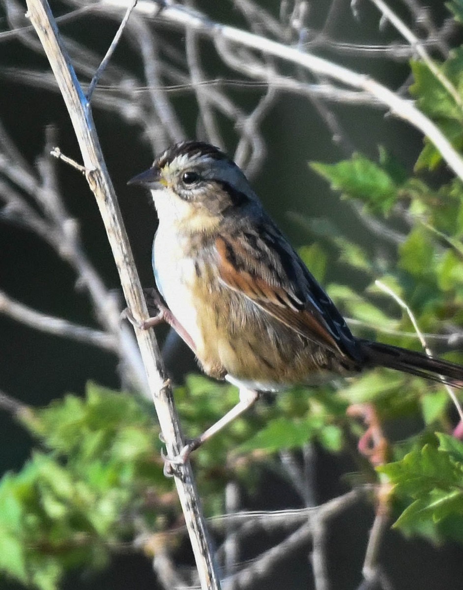 Sumpfammer - ML644318432