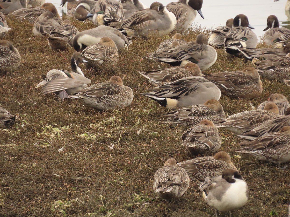 Northern Pintail - ML644318435