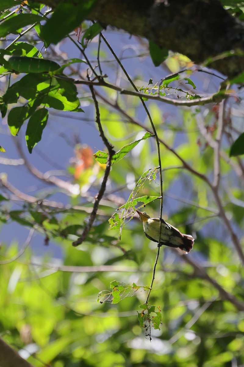 strdimil černý - ML644318439