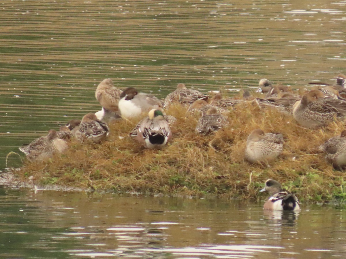 Northern Pintail - ML644318440
