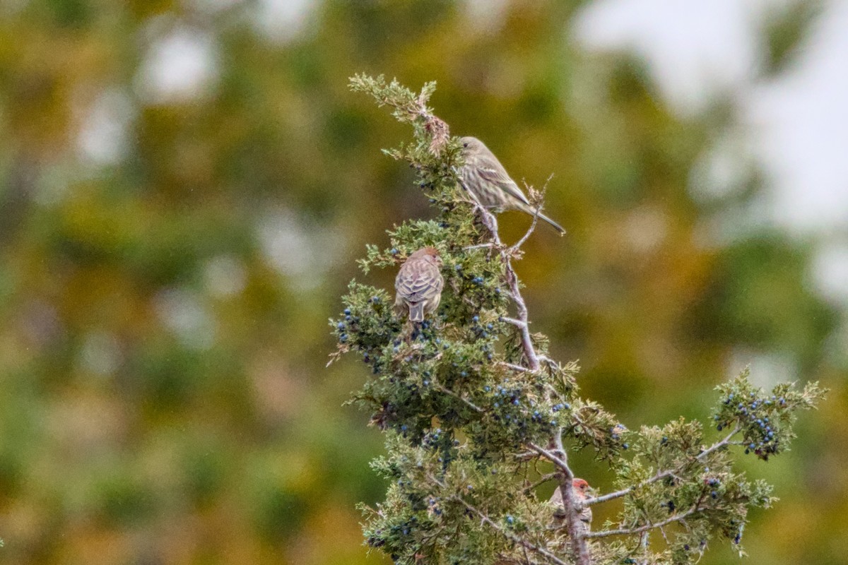 Camachuelo Mexicano - ML644318441