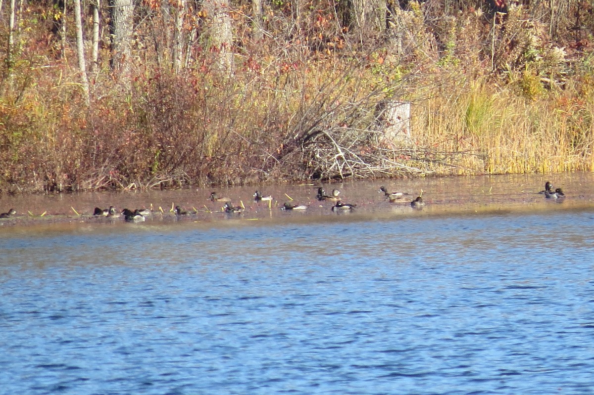 Moretta dal collare - ML644318442