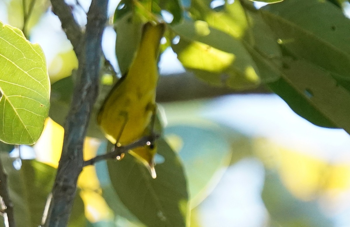Northern/Mangrove Yellow Warbler - ML644318447