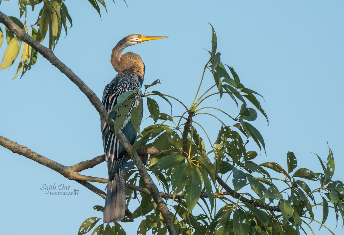 Anhinga roux - ML644318448