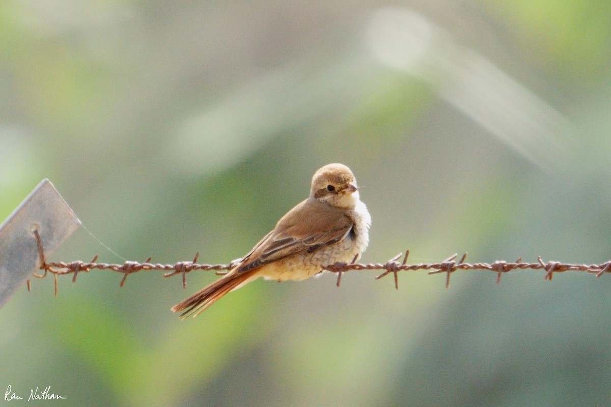 Antzandobi isabeldarra - ML644318458