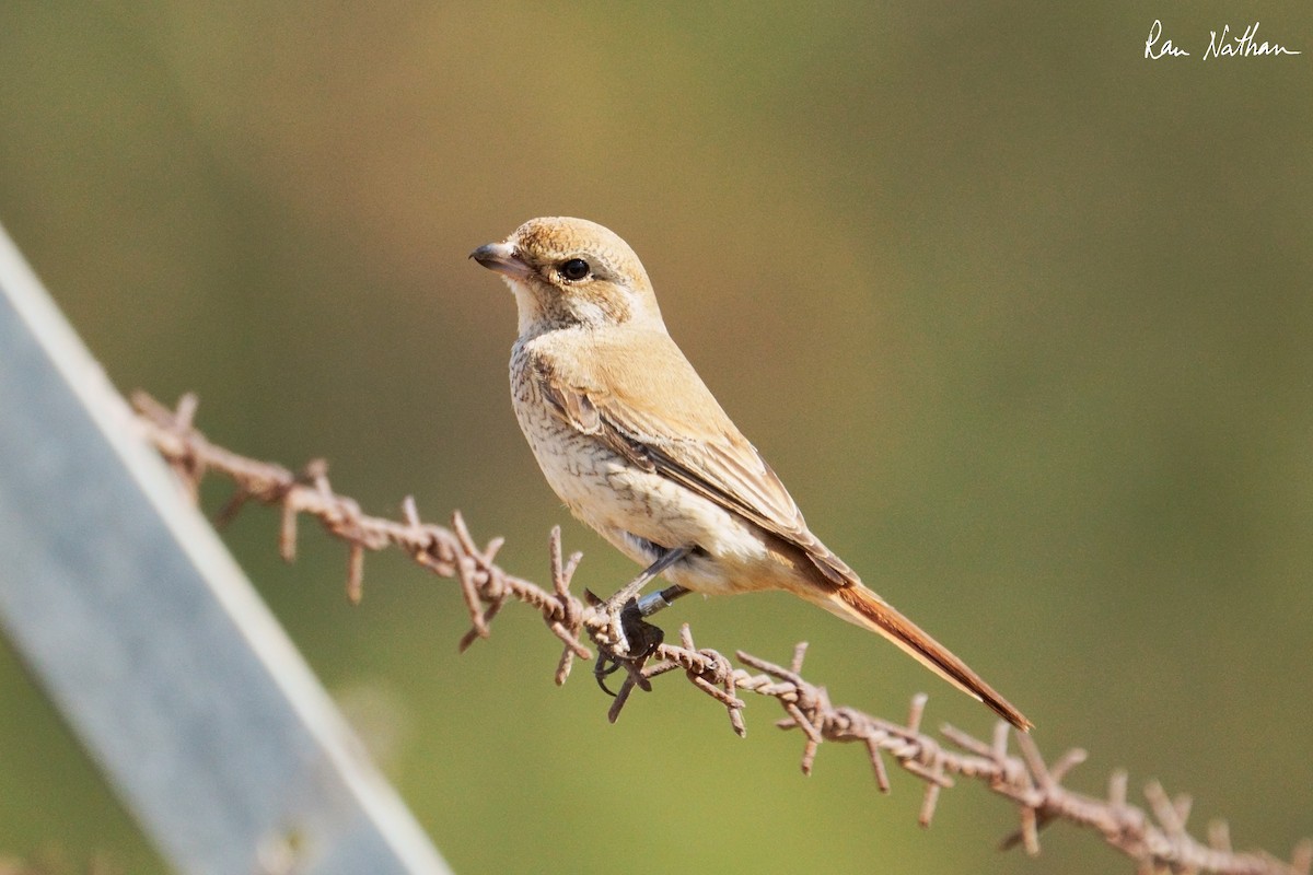 Antzandobi isabeldarra - ML644318459