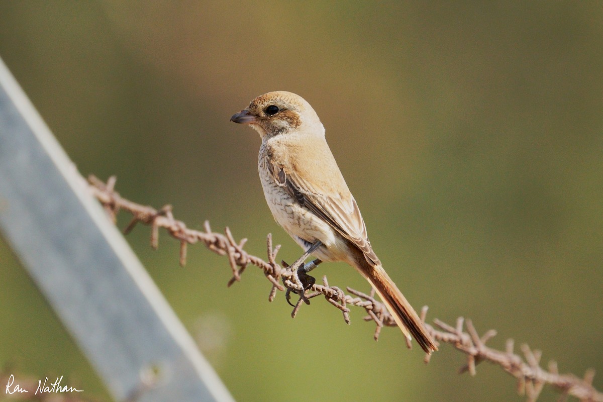 Antzandobi isabeldarra - ML644318460