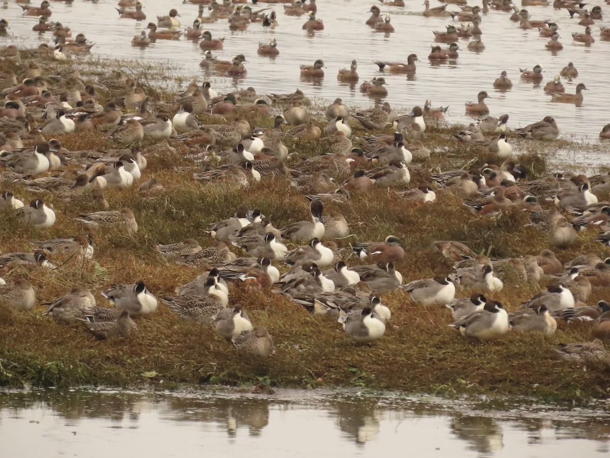 Northern Pintail - ML644318463