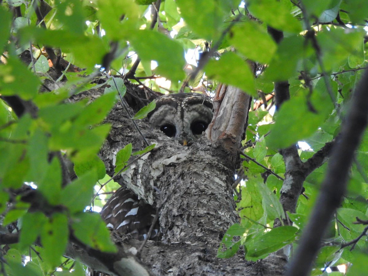 Barred Owl - ML644318473